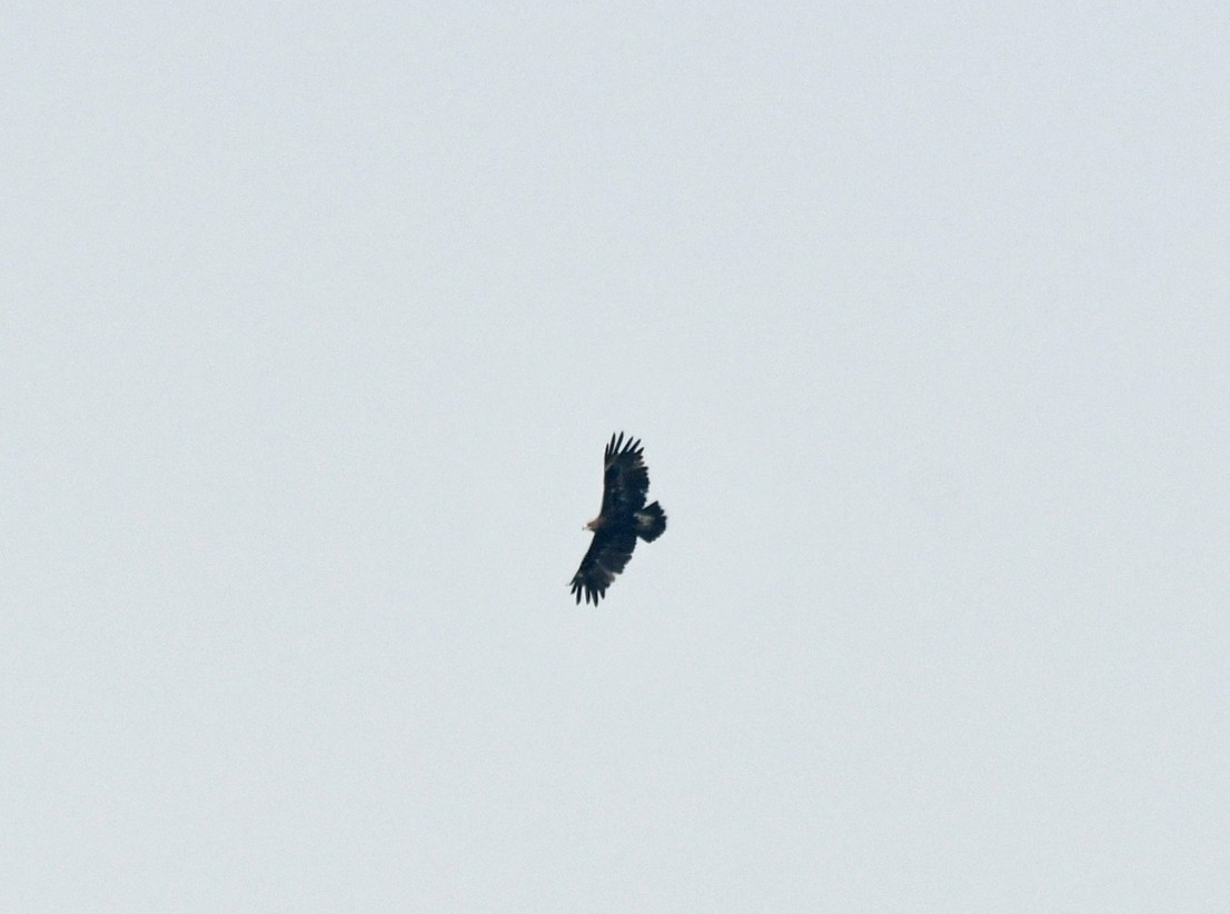 Greater Spotted Eagle - ML616985272