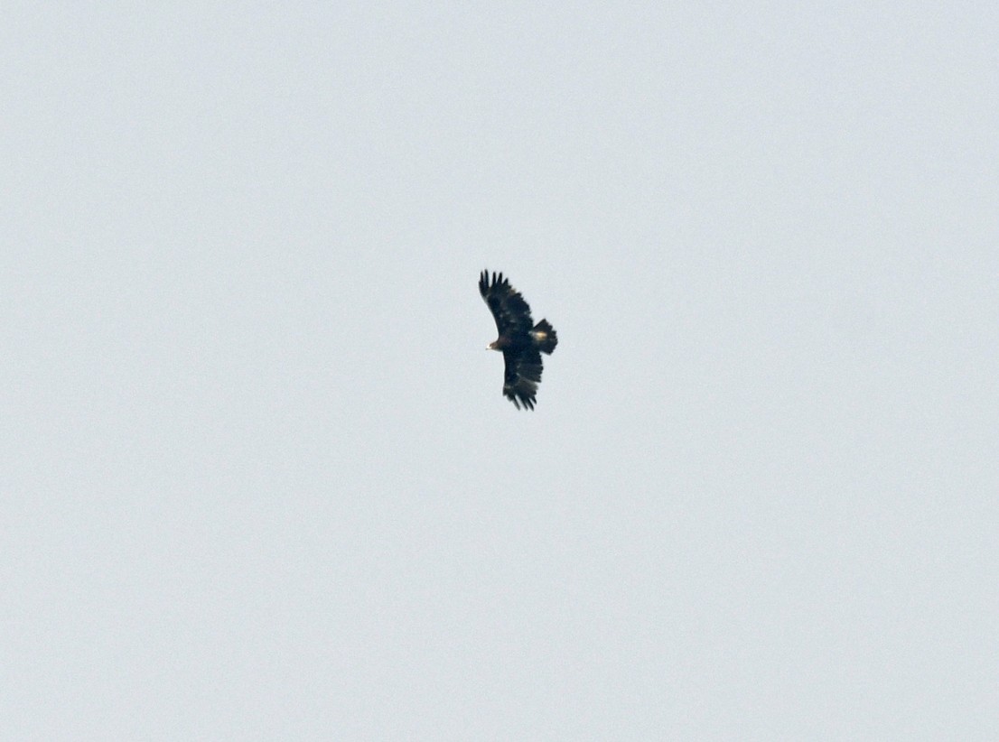 Greater Spotted Eagle - ML616985273