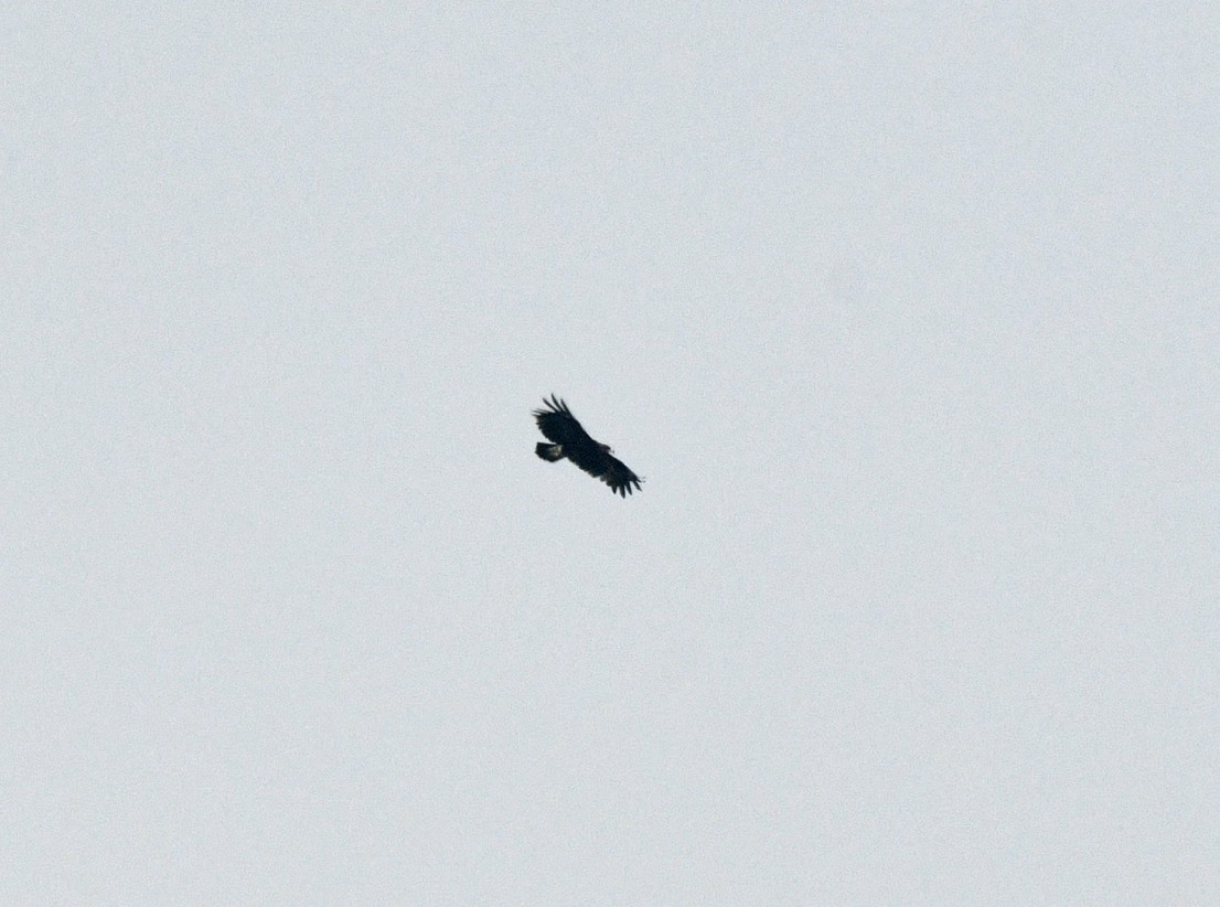 Greater Spotted Eagle - ML616985275