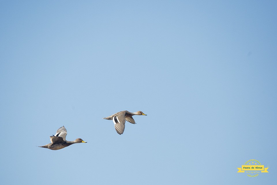 Yellow-billed Pintail - ML616985282
