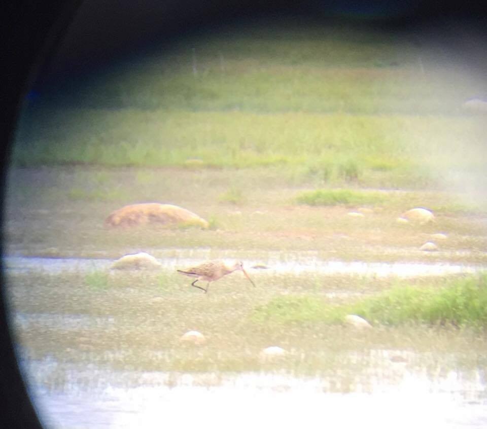 Marbled Godwit - ML61698531