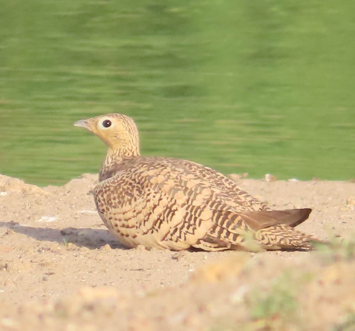 Chestnut-bellied Sandgrouse - ML616985332