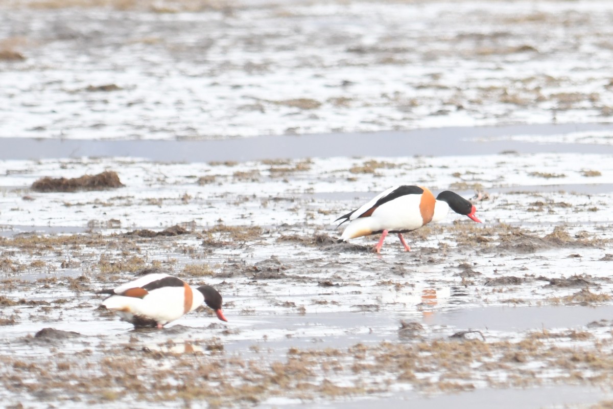 Common Shelduck - ML616985345