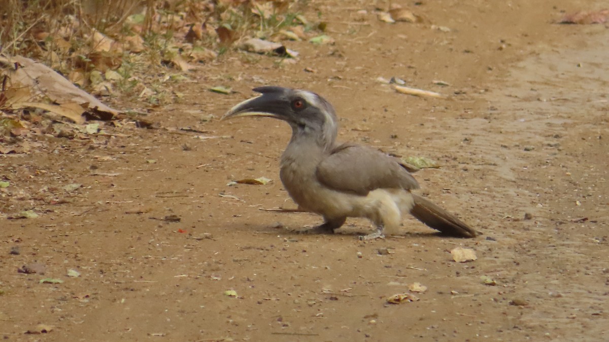 Indian Gray Hornbill - ML616985351