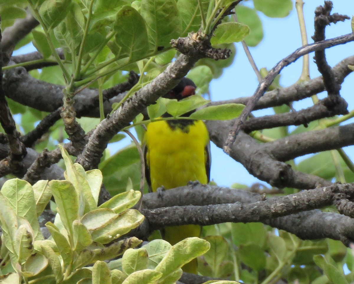 African Black-headed Oriole - ML616985354