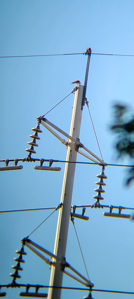 American Kestrel - ML616985364