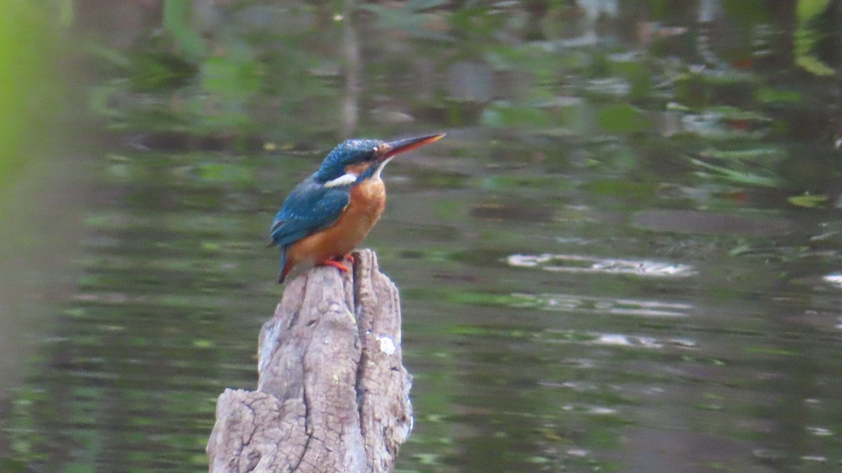 Martin-pêcheur d'Europe - ML616985365