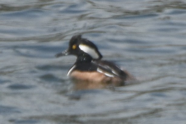 Hooded Merganser - ML616985389