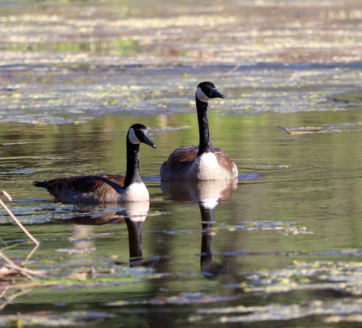 Canada Goose - ML616985419