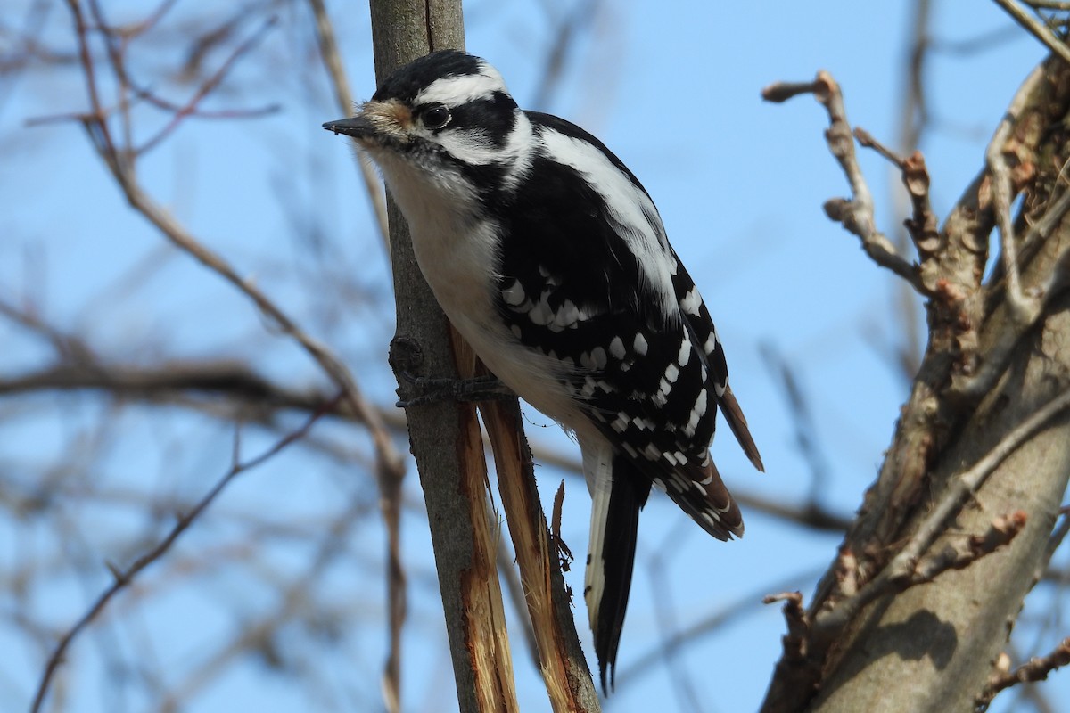 Downy Woodpecker - ML616985434