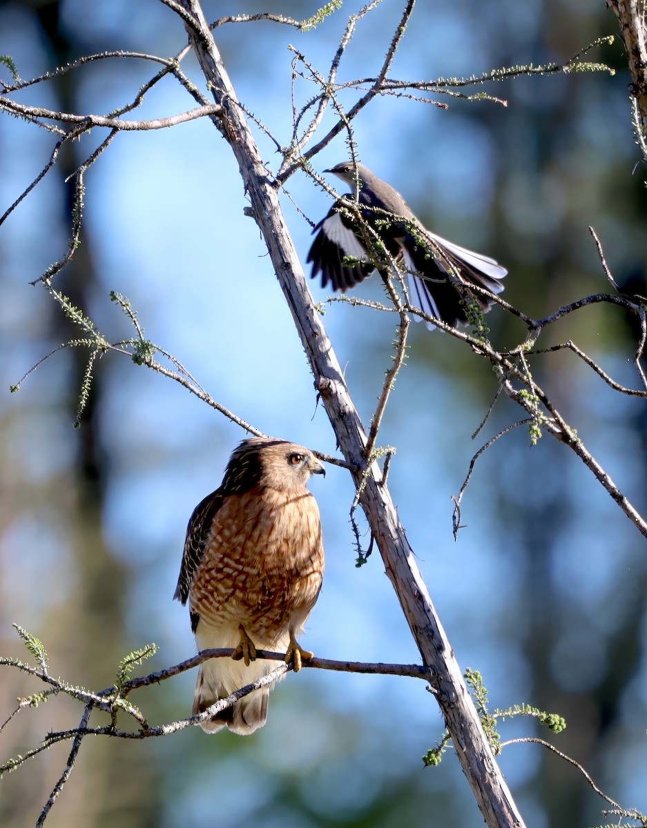 Red-shouldered Hawk - ML616985437