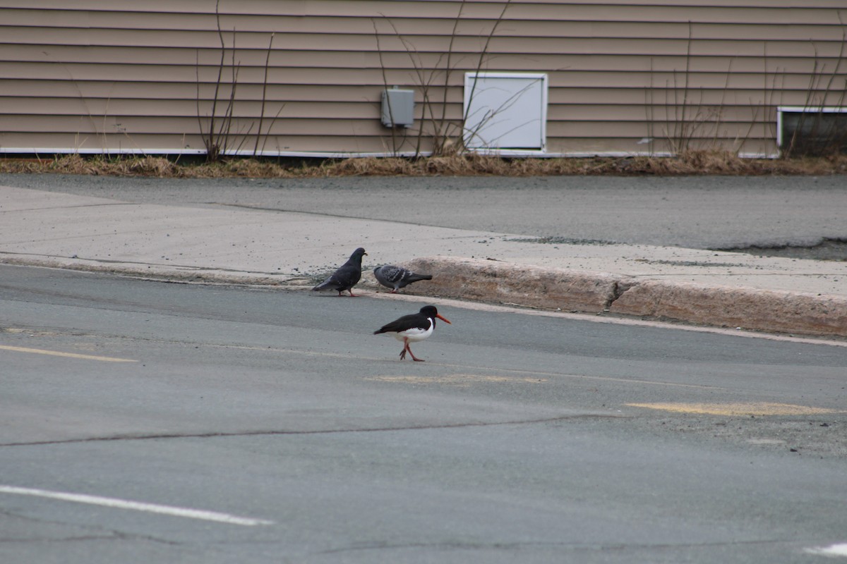 Eurasian Oystercatcher - ML616985476