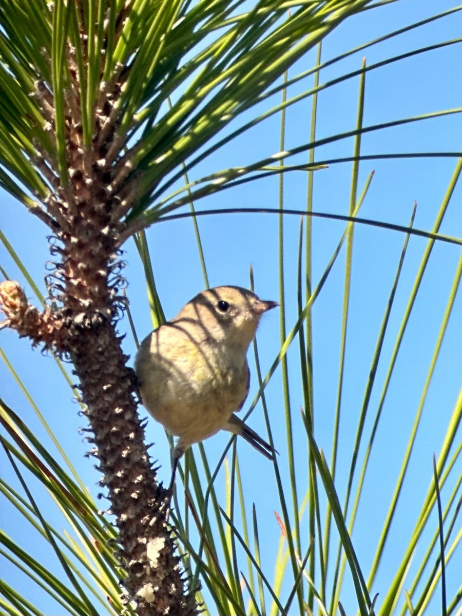 Pine Warbler - Jeff Bouton