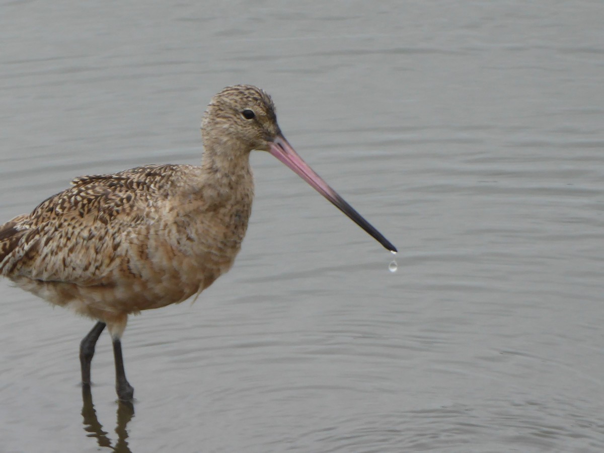 Marbled Godwit - ML616985500