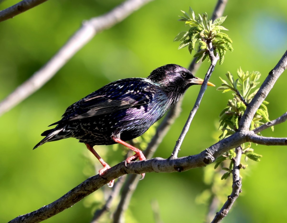 European Starling - ML616985525