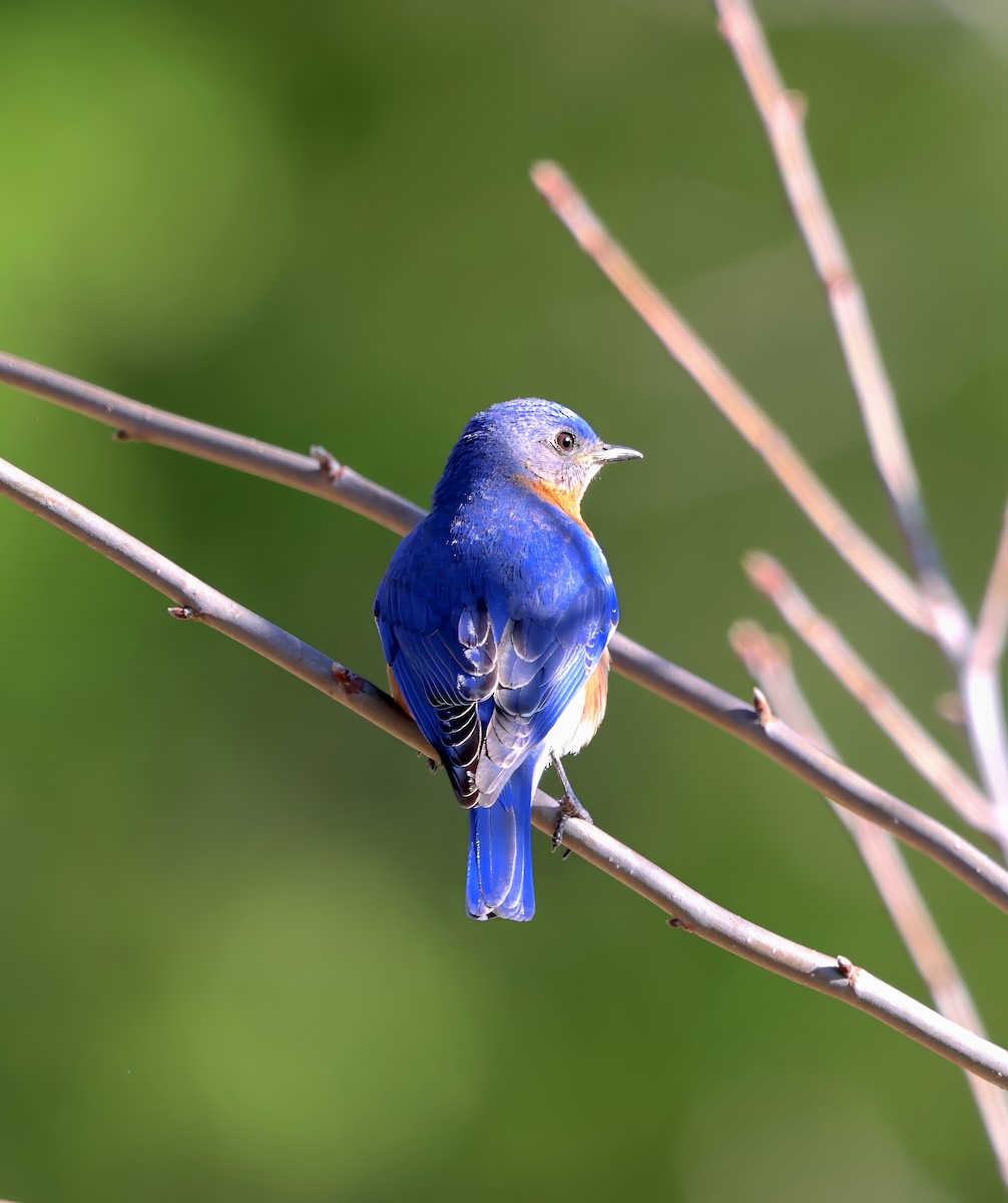 Eastern Bluebird - Lori White