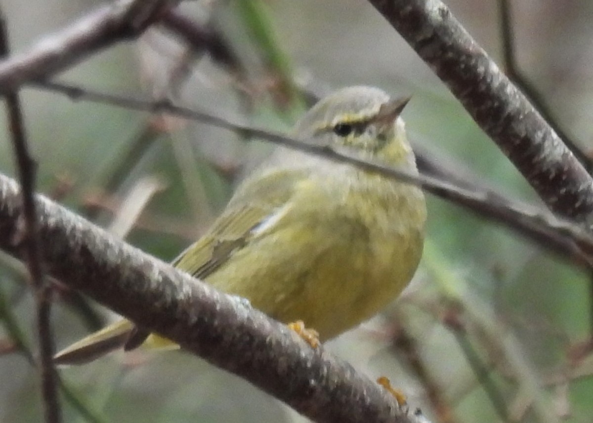 Orange-crowned Warbler - ML616985537