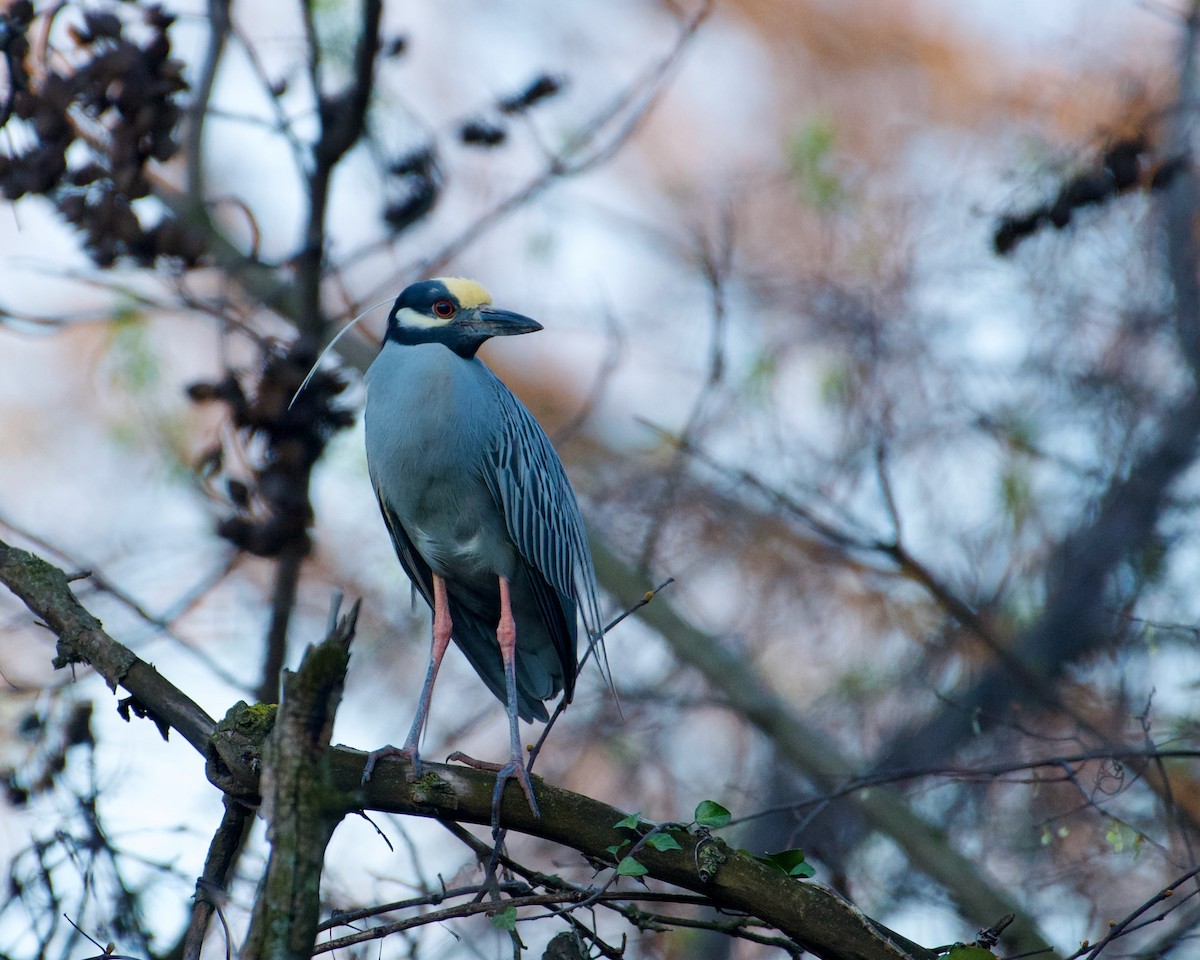 Yellow-crowned Night Heron (Yellow-crowned) - ML616985539