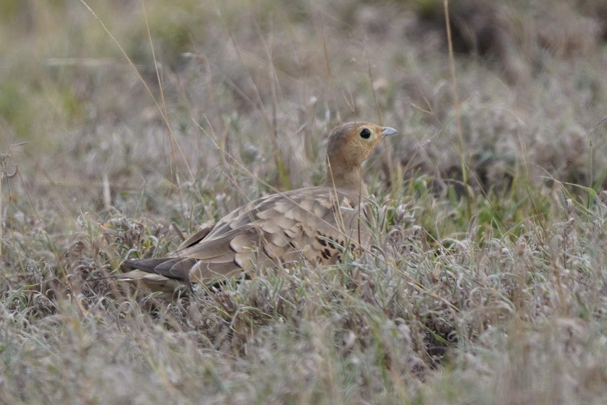 Chestnut-bellied Sandgrouse - ML616985545