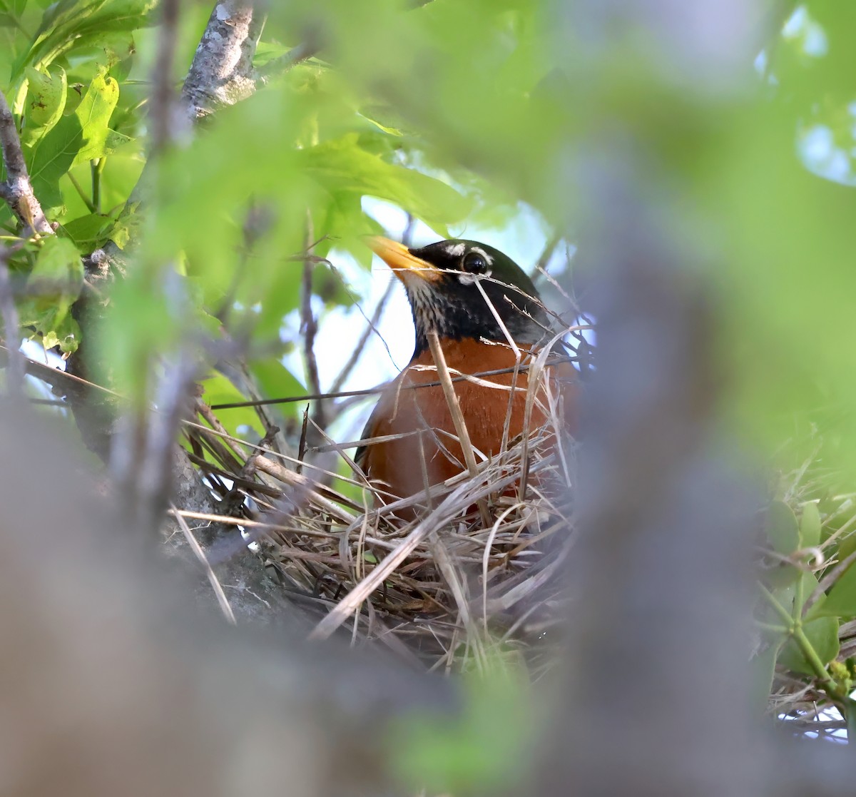 American Robin - ML616985550