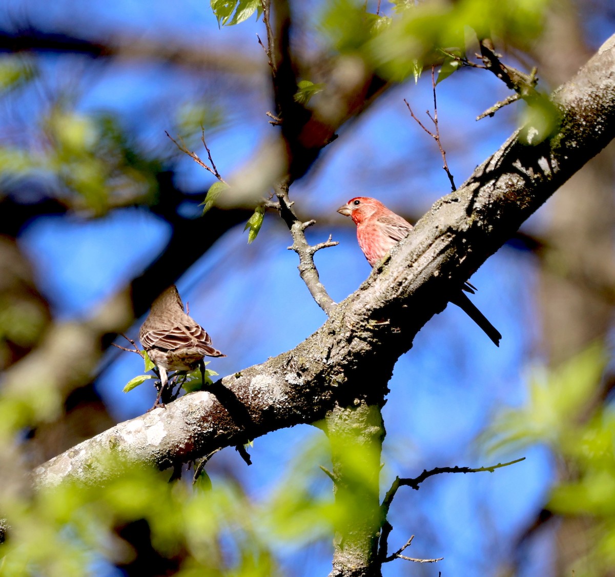 House Finch - ML616985561