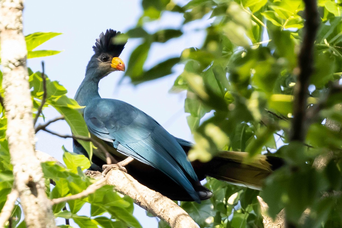 Great Blue Turaco - ML616985569