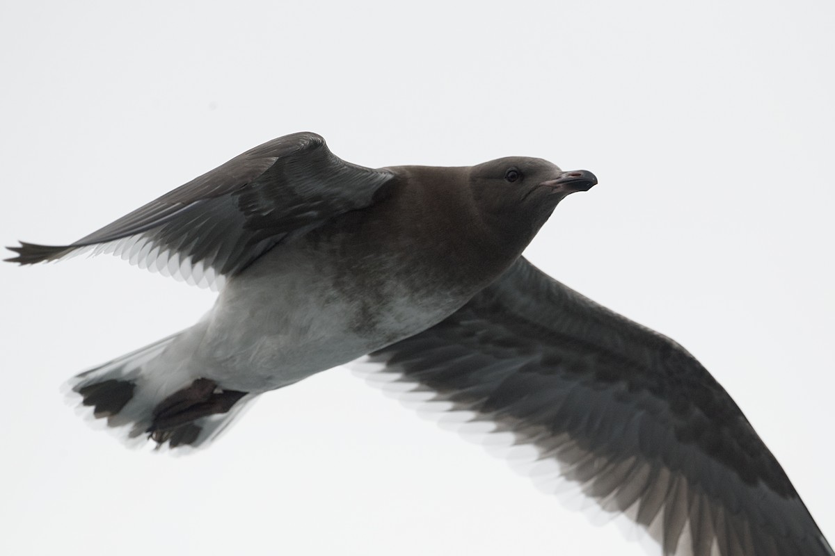 Chilean Skua - ML616985636