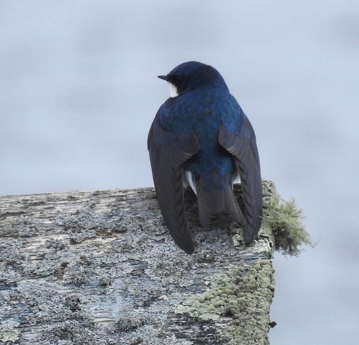 Tree Swallow - Moe Molander