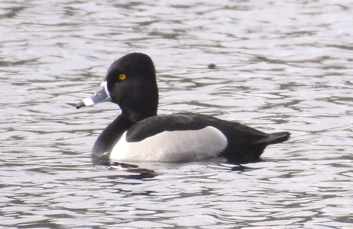 Ring-necked Duck - ML616985726