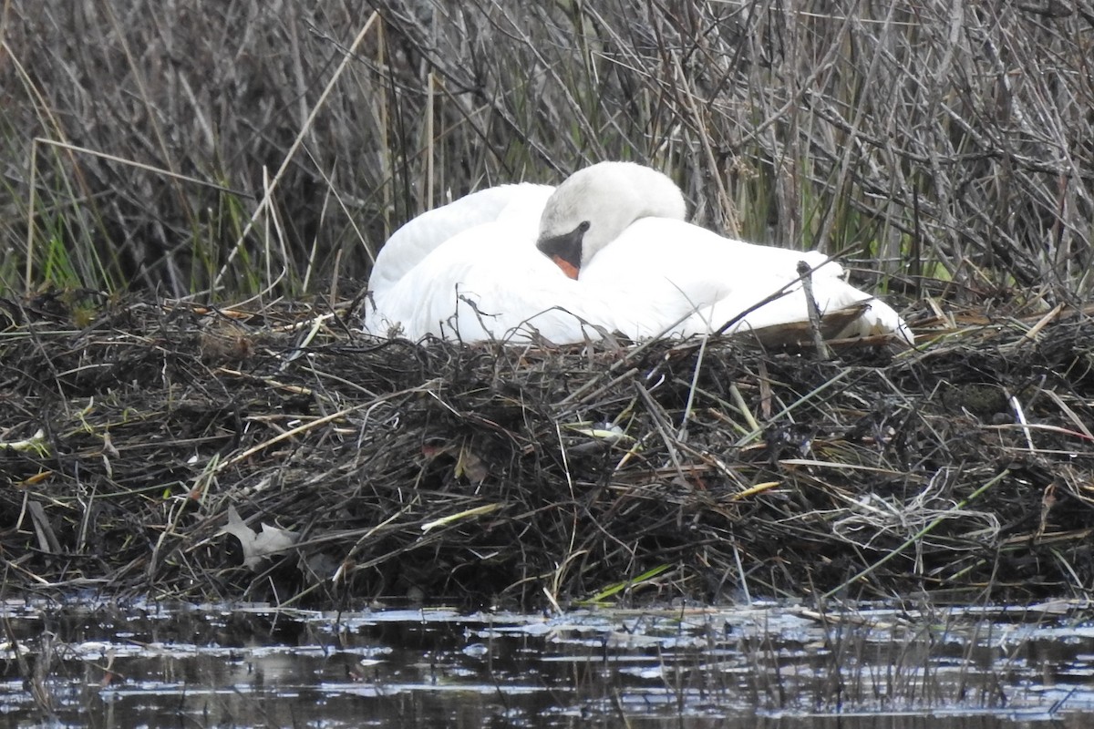 Mute Swan - ML616985740