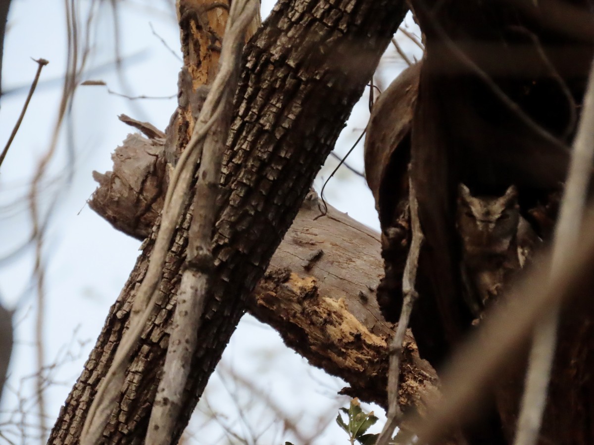 Pacific Screech-Owl - Kim Wylie