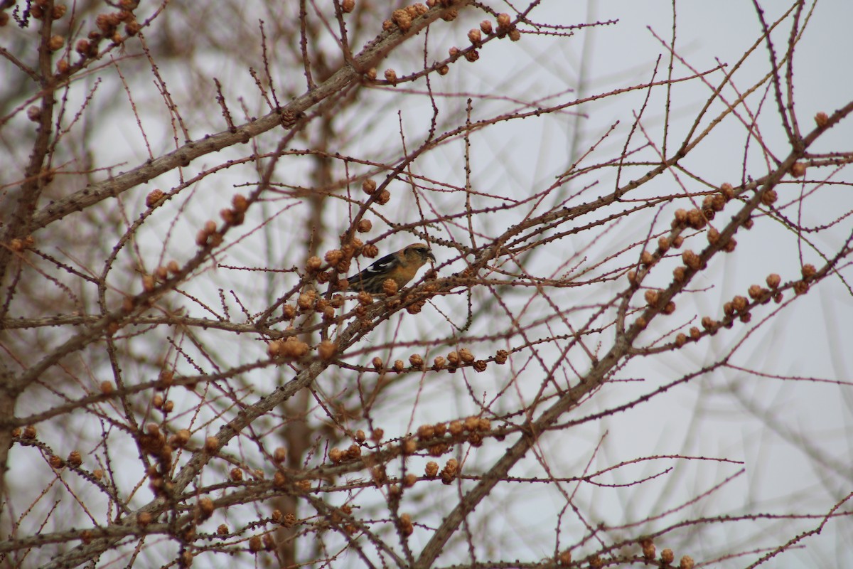 White-winged Crossbill - ML616985752