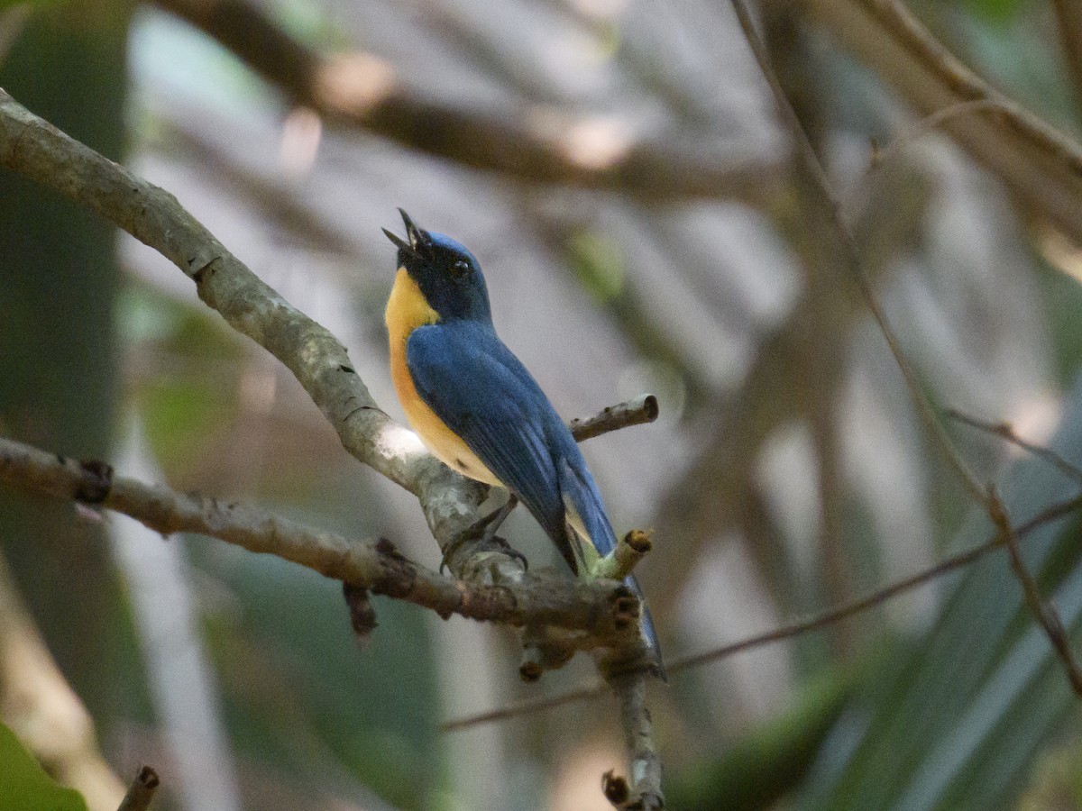 Tickell's Blue Flycatcher - Sree ..