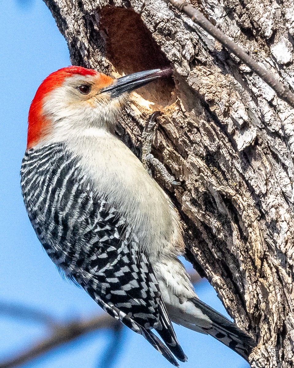 Red-bellied Woodpecker - ML616985776