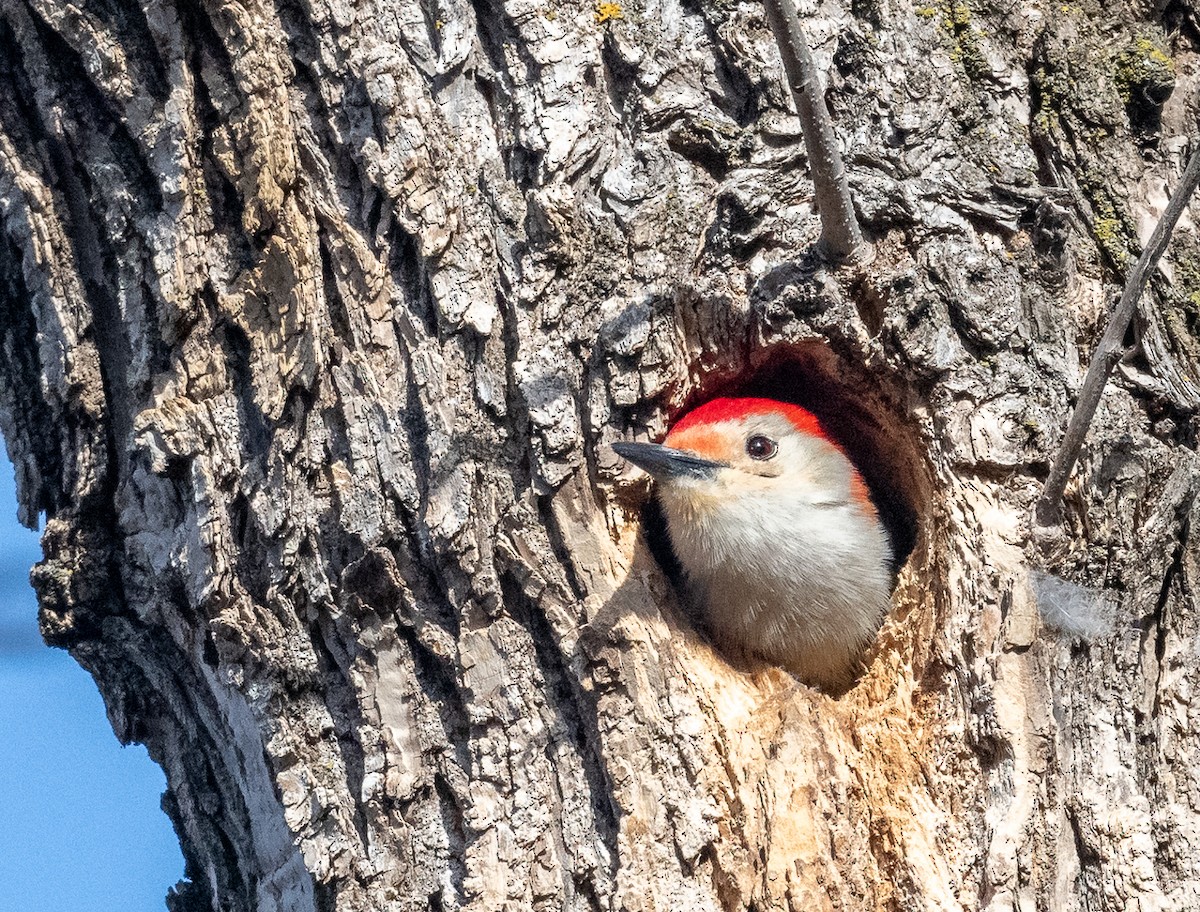 Red-bellied Woodpecker - ML616985777