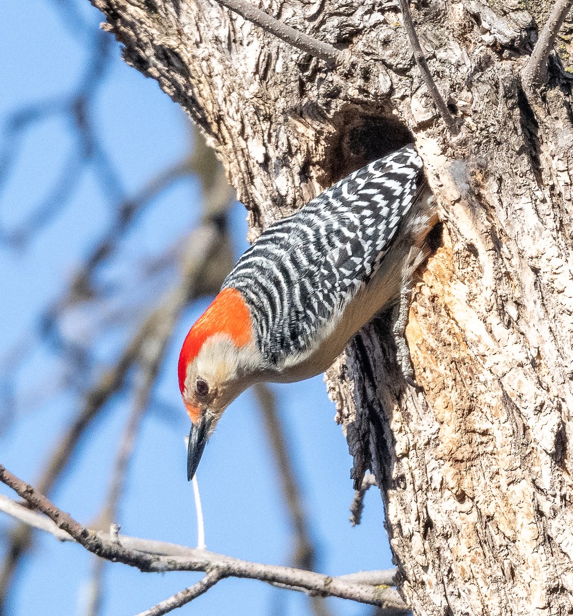 Red-bellied Woodpecker - ML616985778