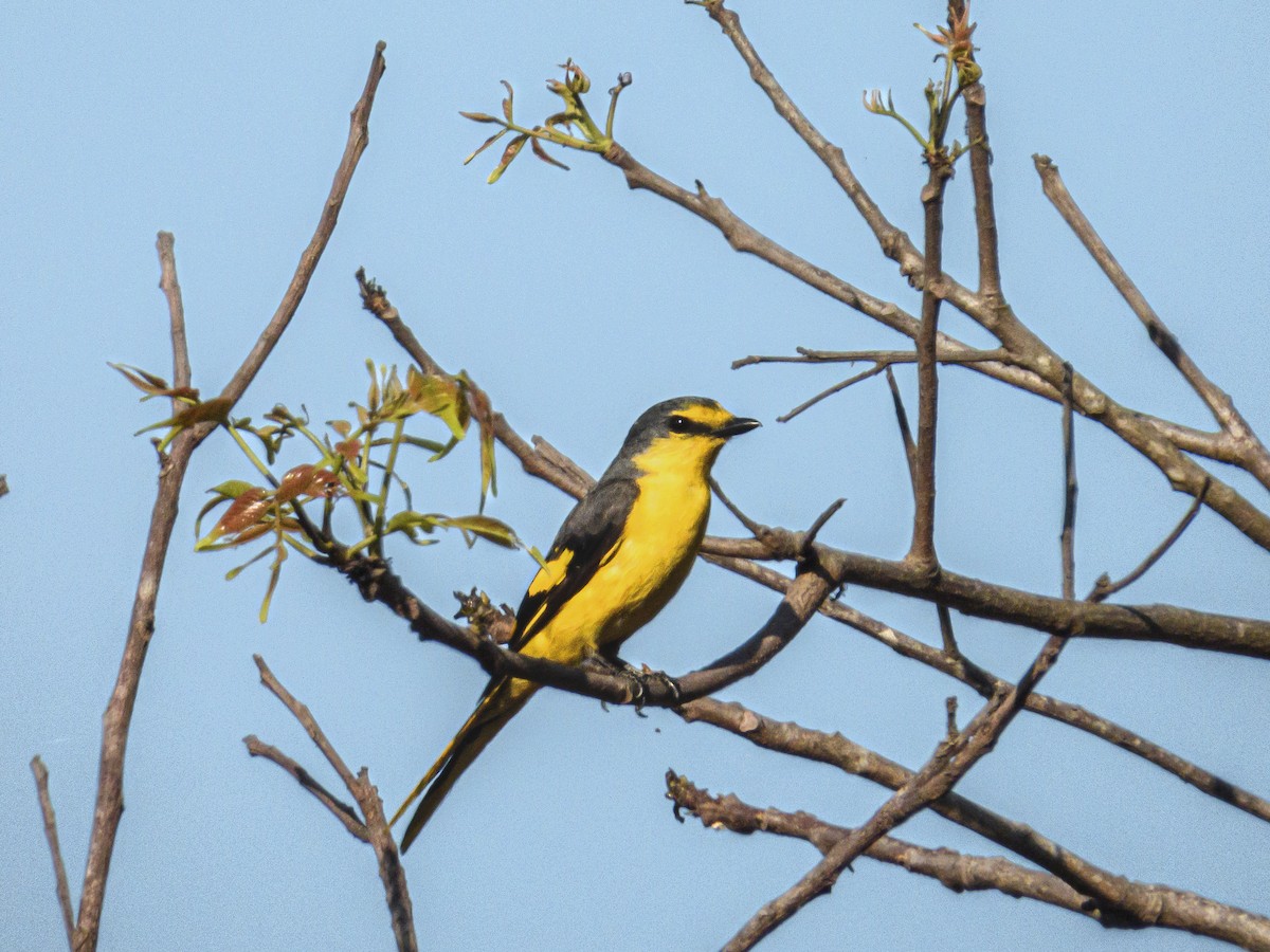 Orange Minivet - ML616985791