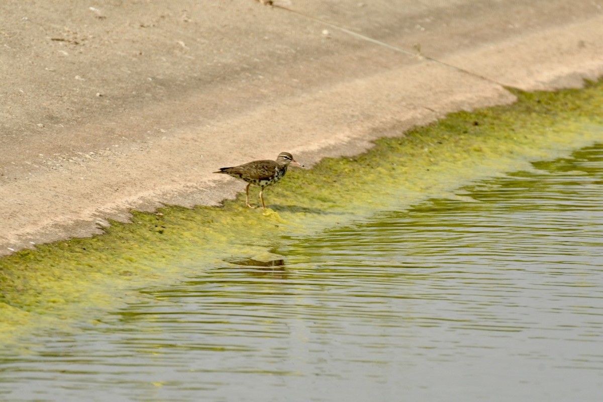 Spotted Sandpiper - ML616985809