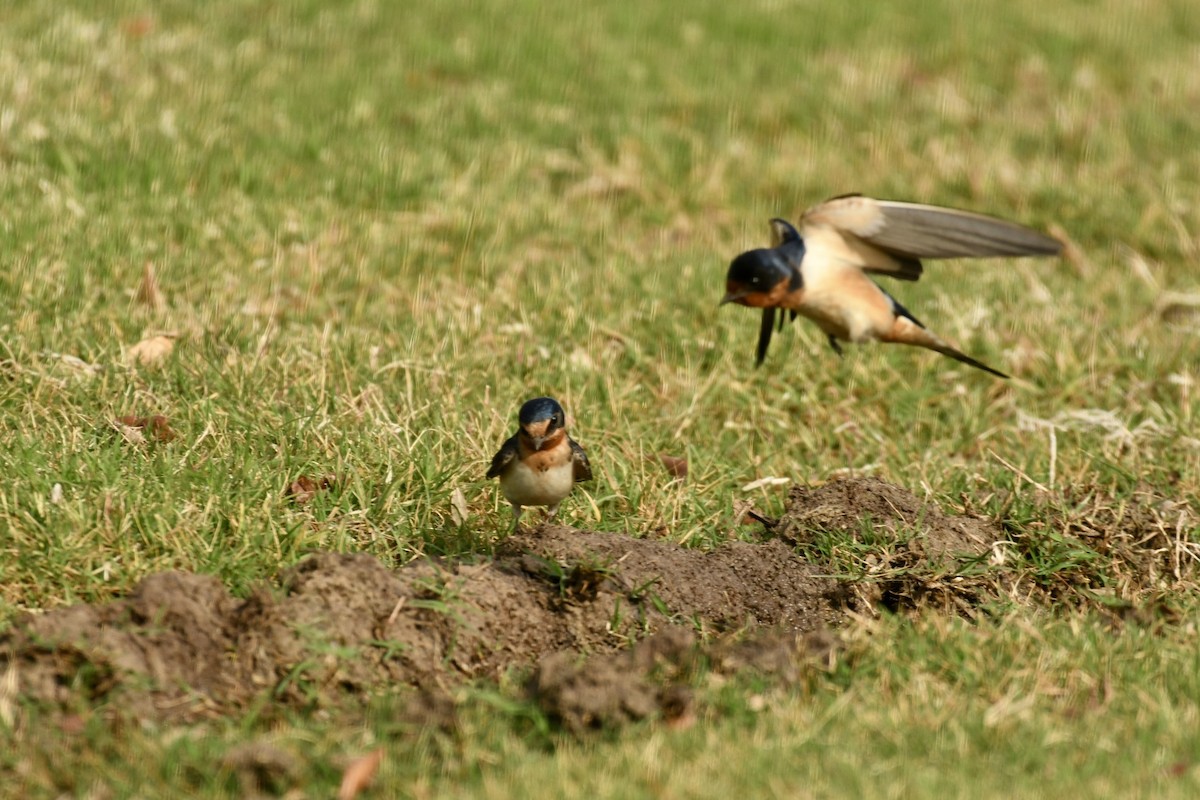 Barn Swallow - ML616985830