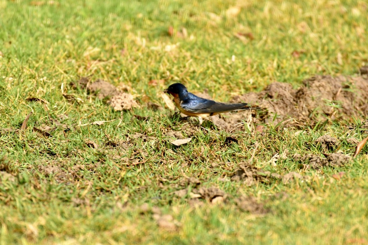 Barn Swallow - ML616985831