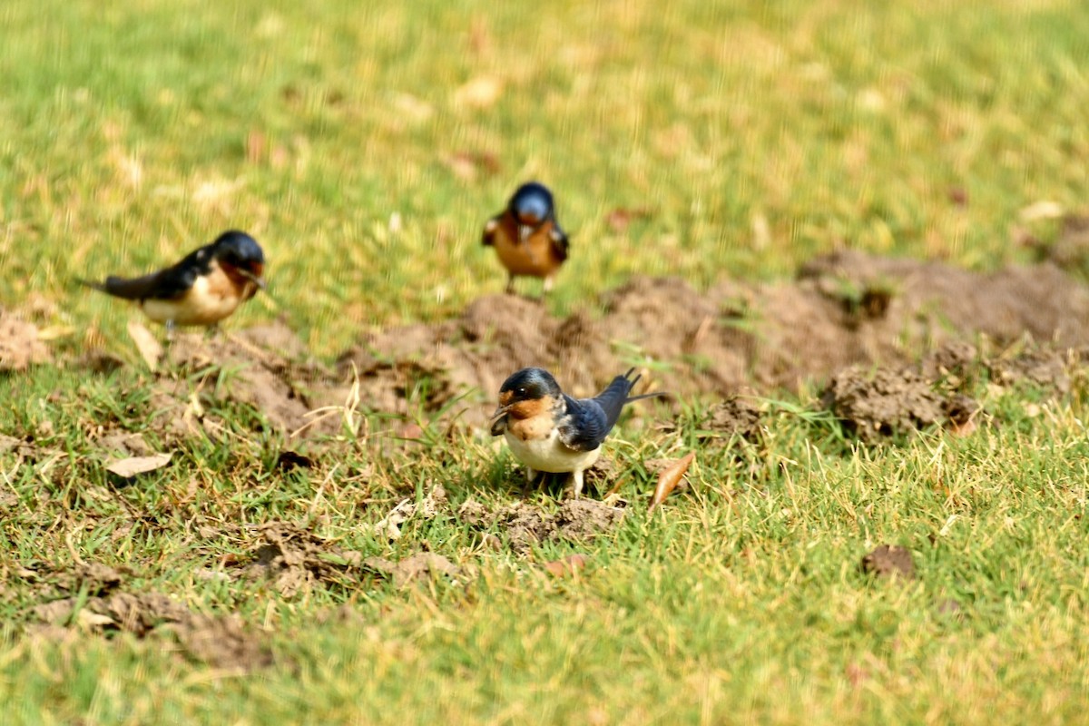 Barn Swallow - ML616985832