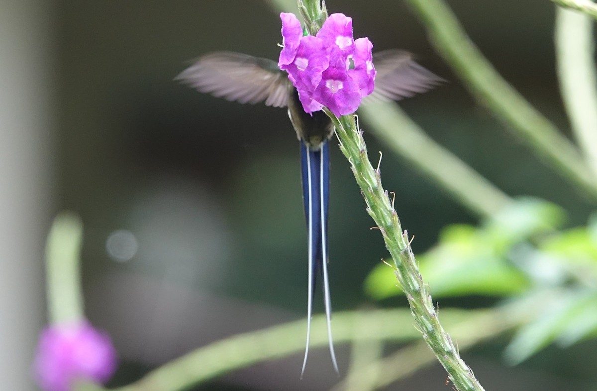 kolibřík ostrochocholatý - ML616985847