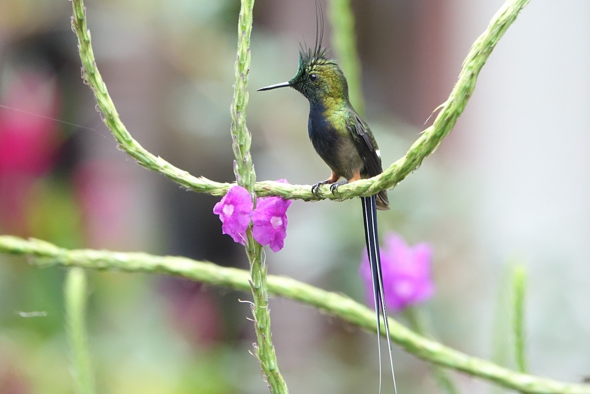 Wire-crested Thorntail - ML616985850