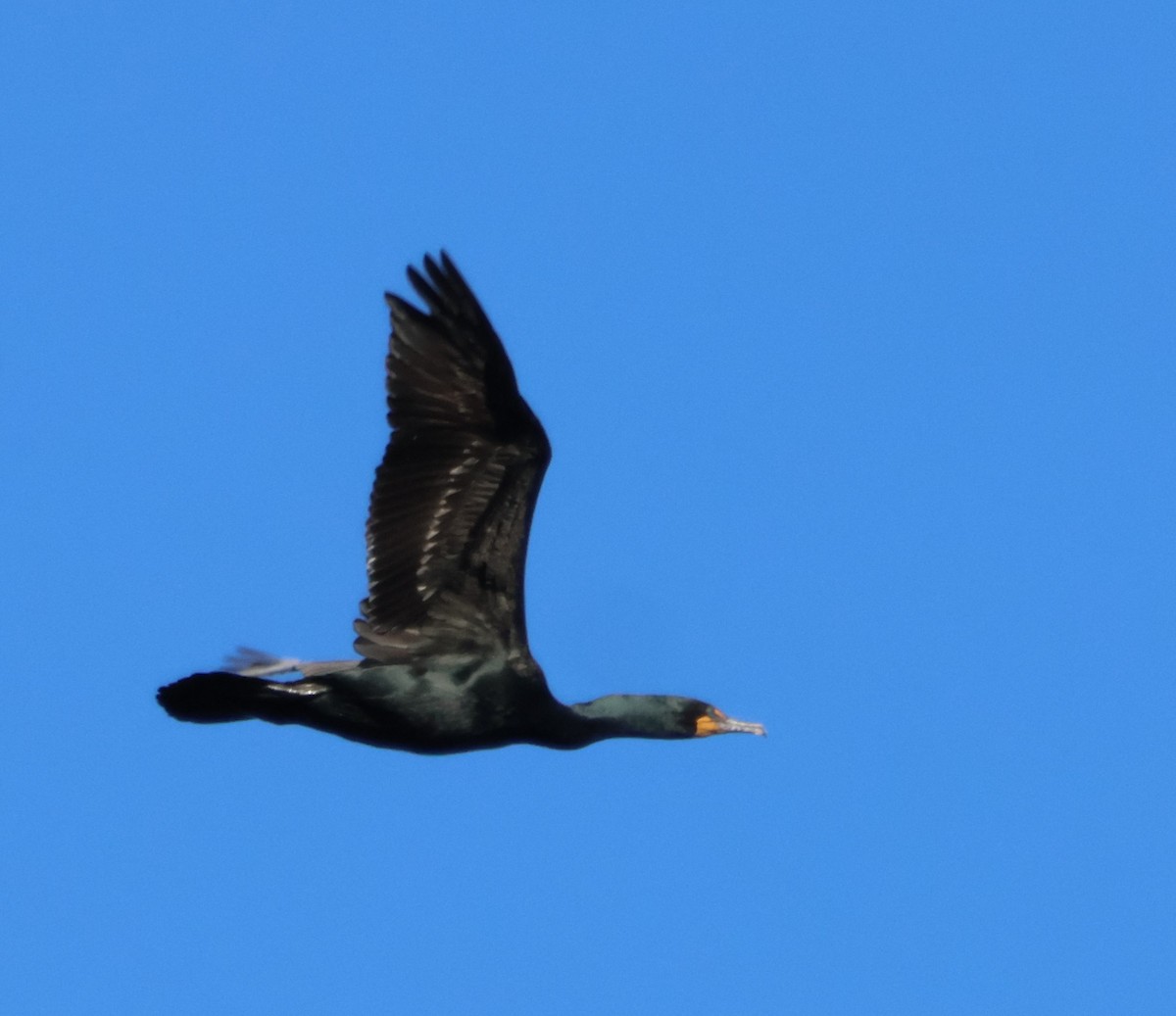 Double-crested Cormorant - ML616985854