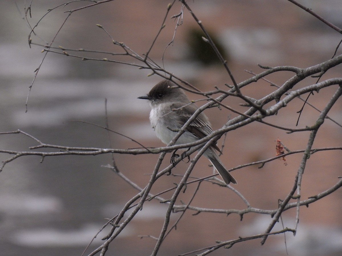 Eastern Phoebe - ML616985857