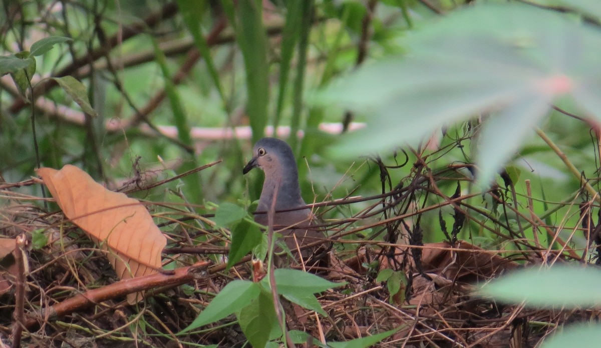 Gray-headed Dove - ML616985864