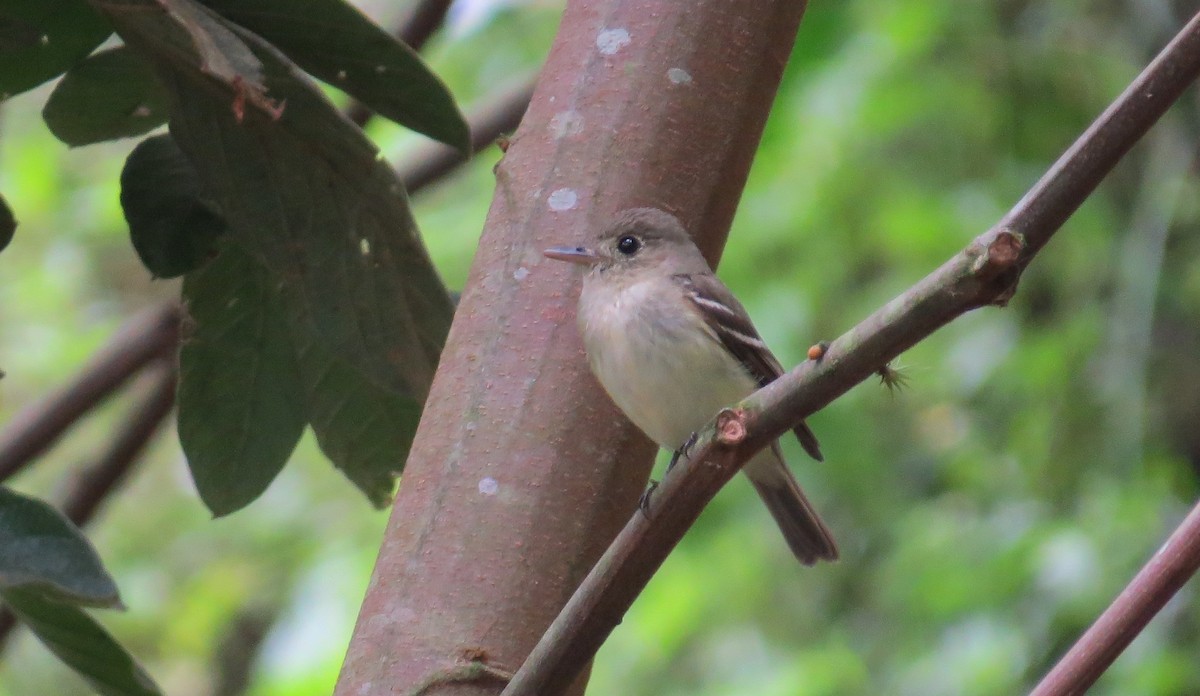 Alder/Willow Flycatcher (Traill's Flycatcher) - ML616985867