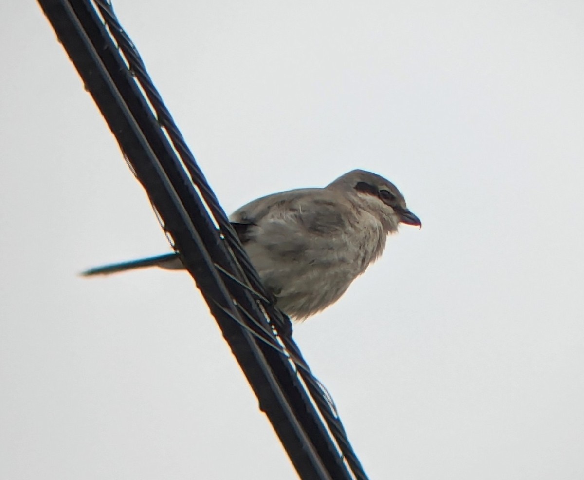 Northern Shrike - ML616985883