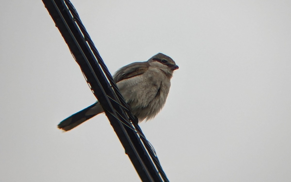 Northern Shrike - ML616985887