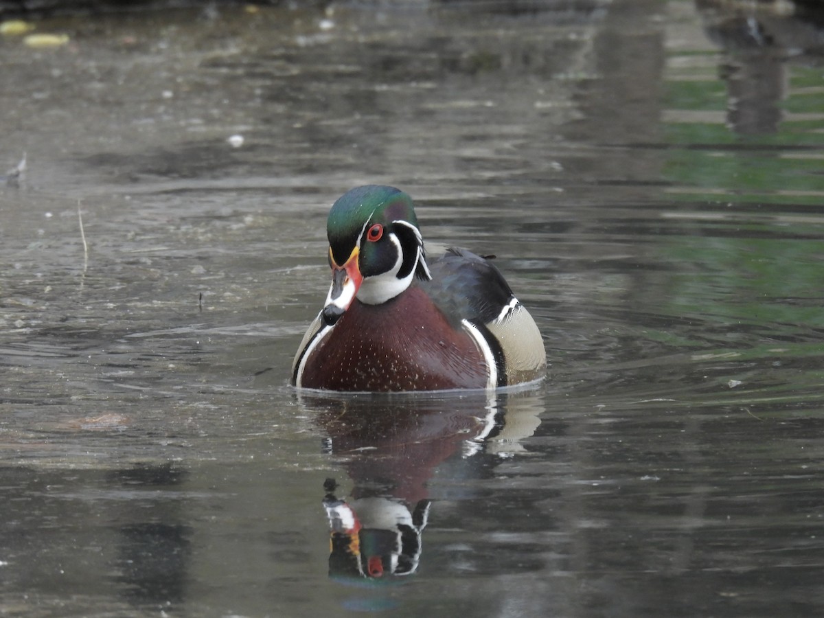 Wood Duck - ML616985888